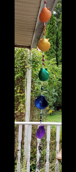 Shells - Picture 2 of 2